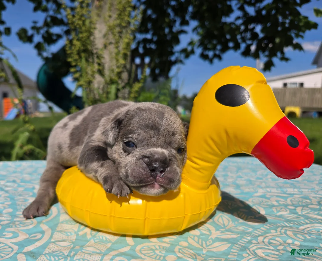 Olde English Bulldogge dogs for sale: Zuma - Ad 5