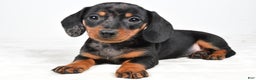 Miniature Dachshund dogs for sale: Cassandra - Ad 10