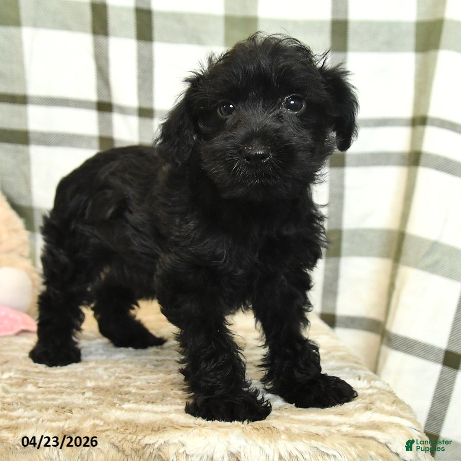 Yorkiepoo dogs Rose  - Ad 2