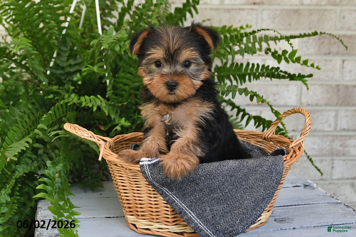 Yorkshire Terrier dogs for sale: Peanut - Ad 4