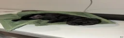 French Bulldog dogs for sale: French Bulldog 1 - Ad 7