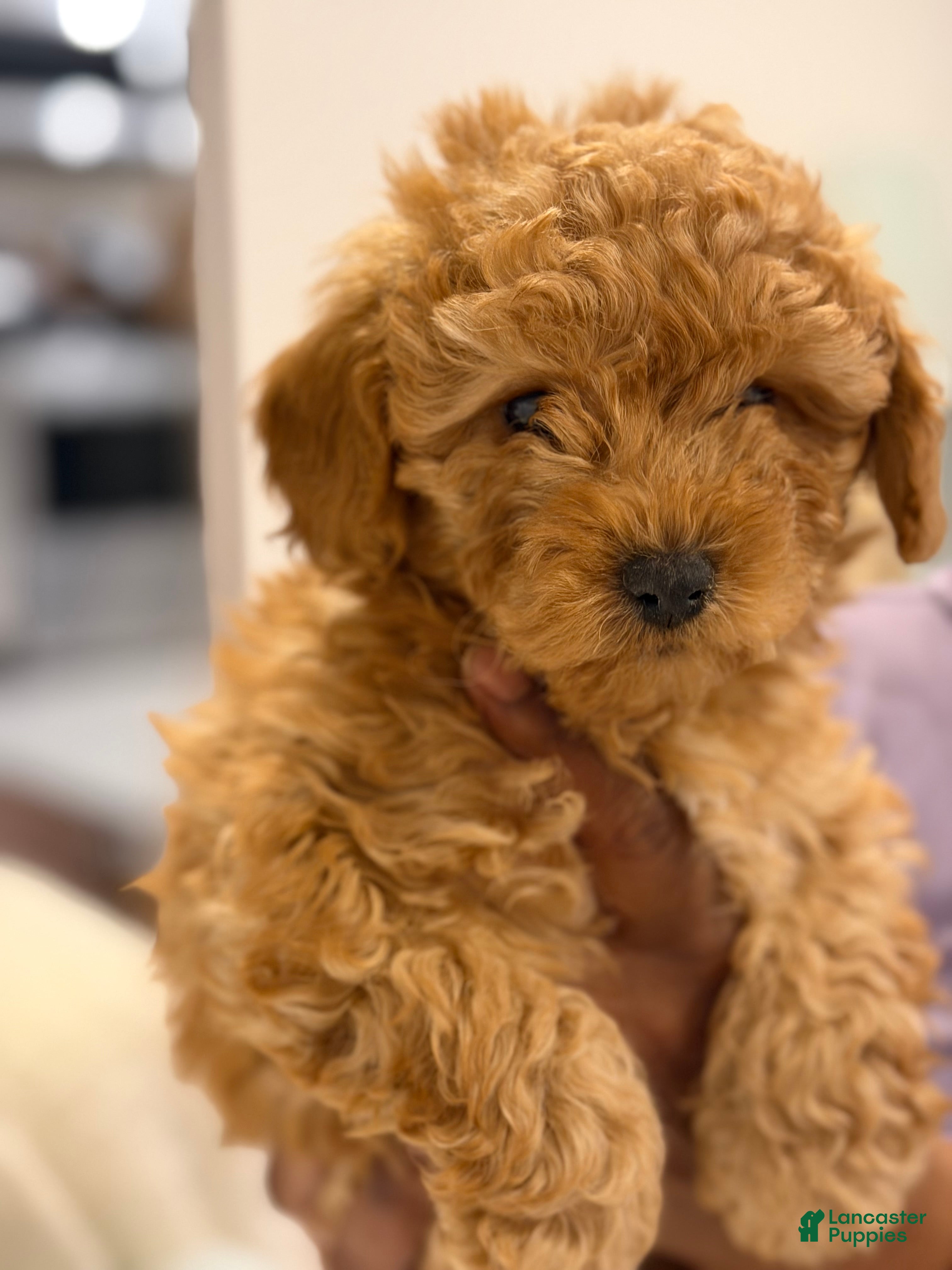 Shihpoo dogs Teddy - Ad 2