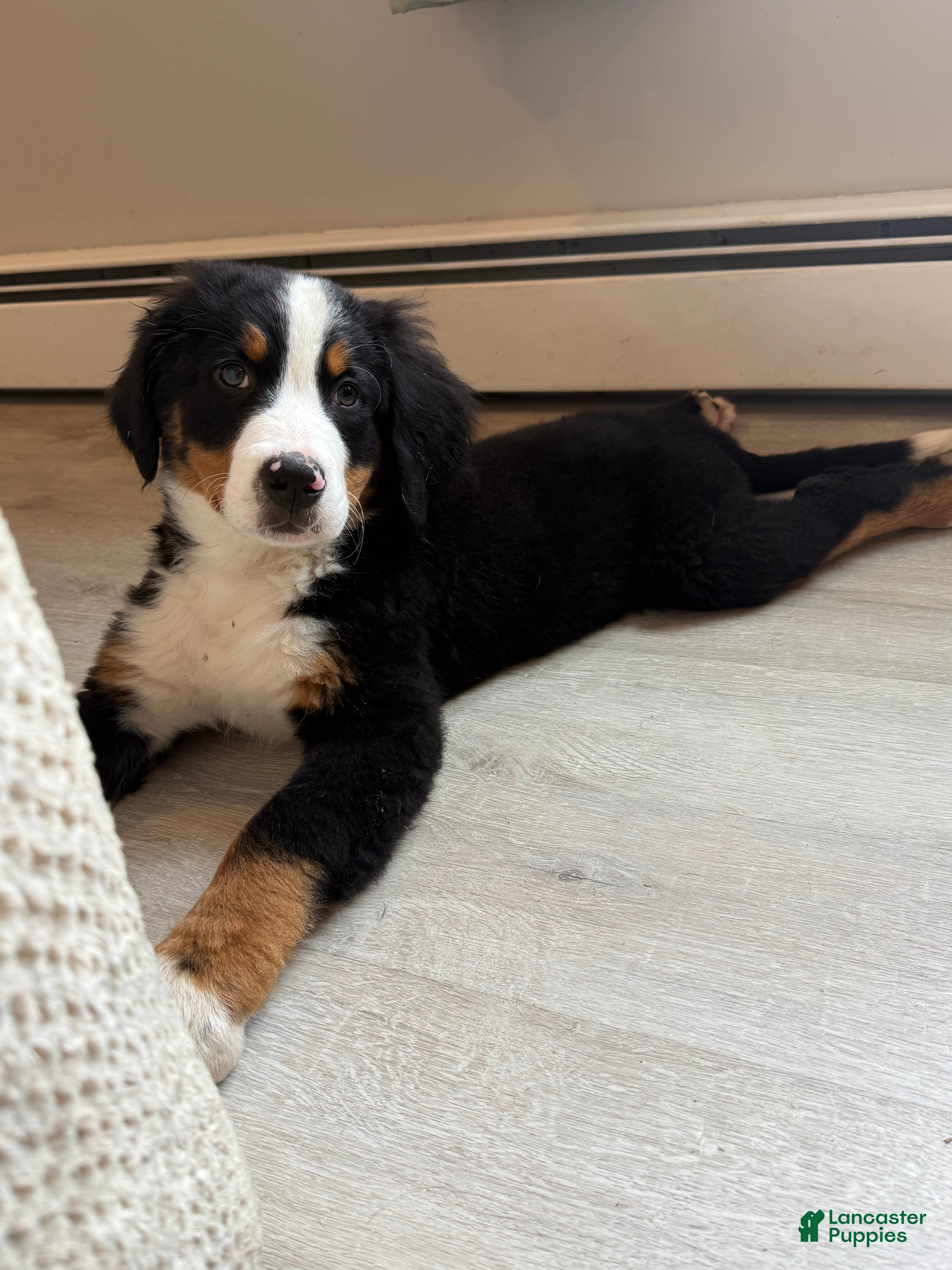 Bernese Mountain Dog dogs Shamrock  - Ad 1