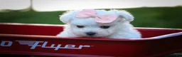 Maltese dogs for sale: Melodie 💕  - Ad 11