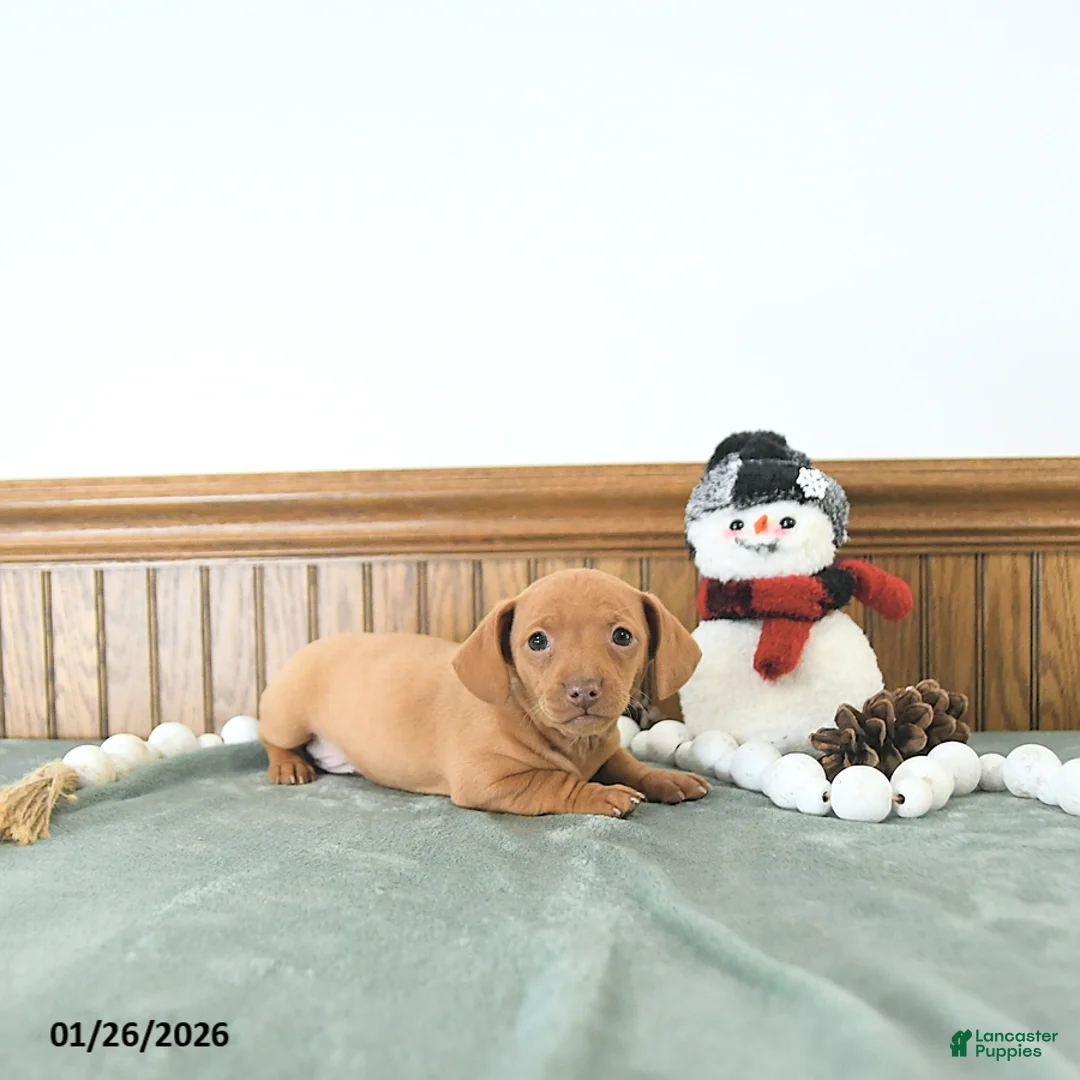 Miniature Dachshund dogs for sale: Brody - Ad 10