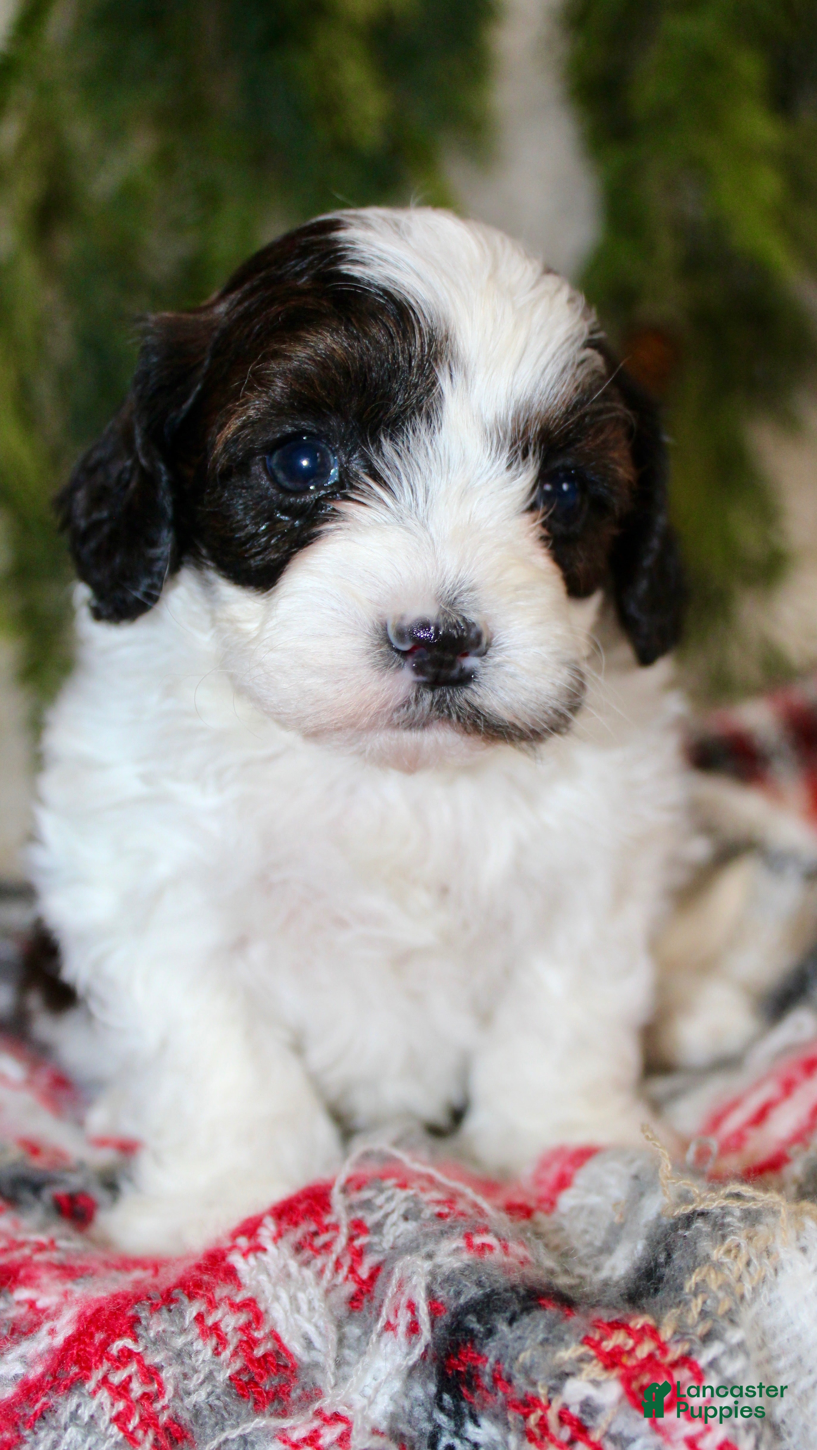 Shihpoo dogs Shihpoo Puppy 2 - Ad 2