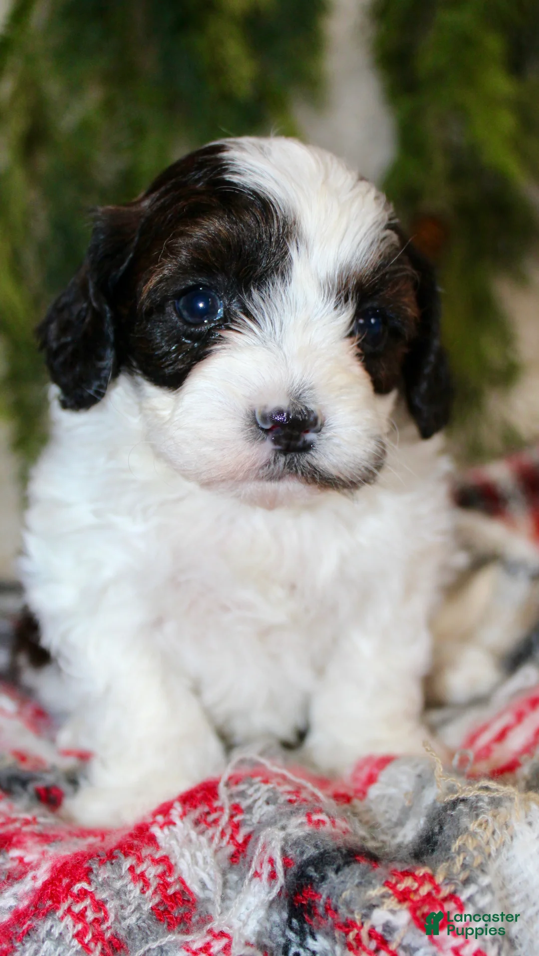 Shihpoo dogs for sale: Shihpoo Puppy 2 - Ad 1