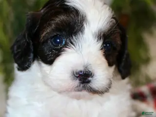 Shihpoo dogs Shihpoo Puppy 2 - Ad 2