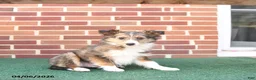 Shetland Sheepdog dogs for sale: Finn - Ad 3