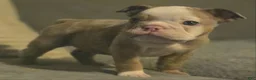 English Bulldog dogs for sale: 🌙🩵Moonpie🩵🌙 - Ad 4