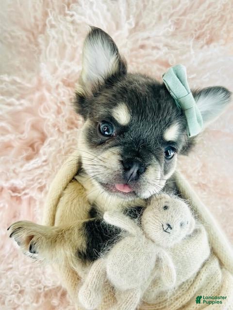 French Bulldog dogs French Bulldog Puppy 2 - Ad 16