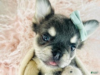 French Bulldog dogs French Bulldog Puppy 2 - Ad 13