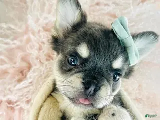 French Bulldog dogs French Bulldog Puppy 2 - Ad 24