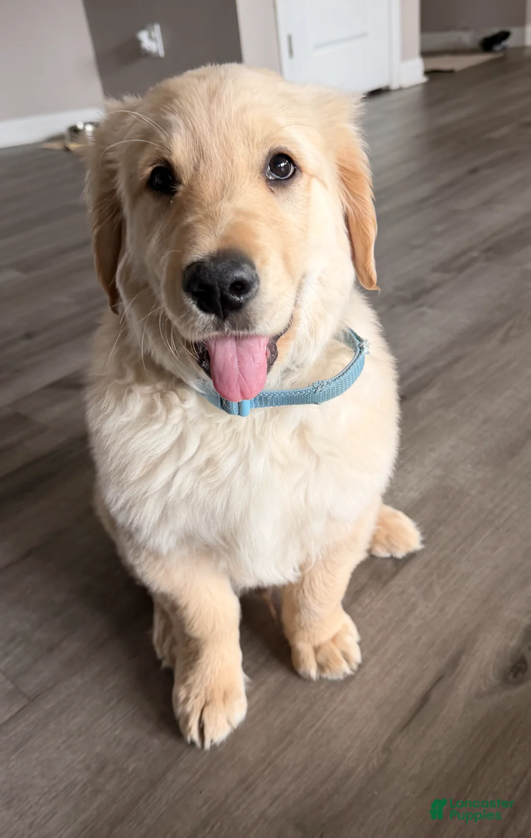 Golden Retriever dogs for sale: Golden Retriever Puppy - Male - Ad 2