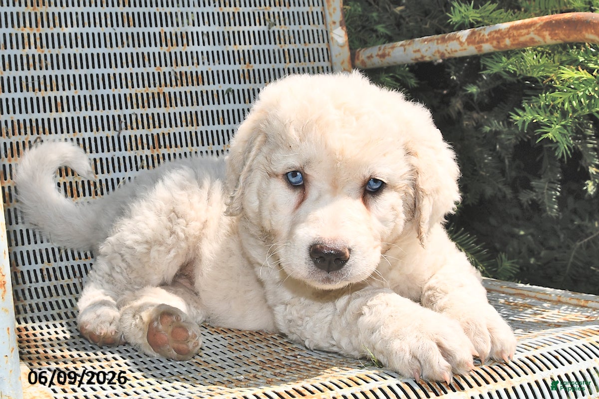 Great Pyrenees dogs Jasmine - Ad 1