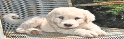 Great Pyrenees dogs for sale: Jasmine - Ad 1