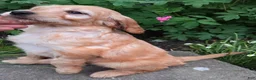 Mini Goldendoodle dogs for sale: Peaches  - Ad 5