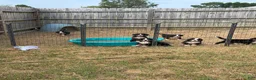 Bernese Mountain Dog dogs for sale: CamoGreen - Ad 30