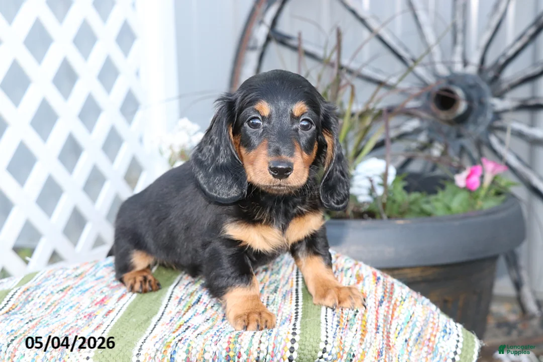 Miniature Dachshund dogs for sale: Fudge - Ad 1