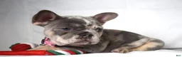 French Bulldog dogs for sale: Trixie - Ad 8