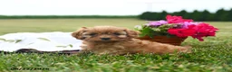 Cavapoo dogs for sale: Champ  - Ad 3