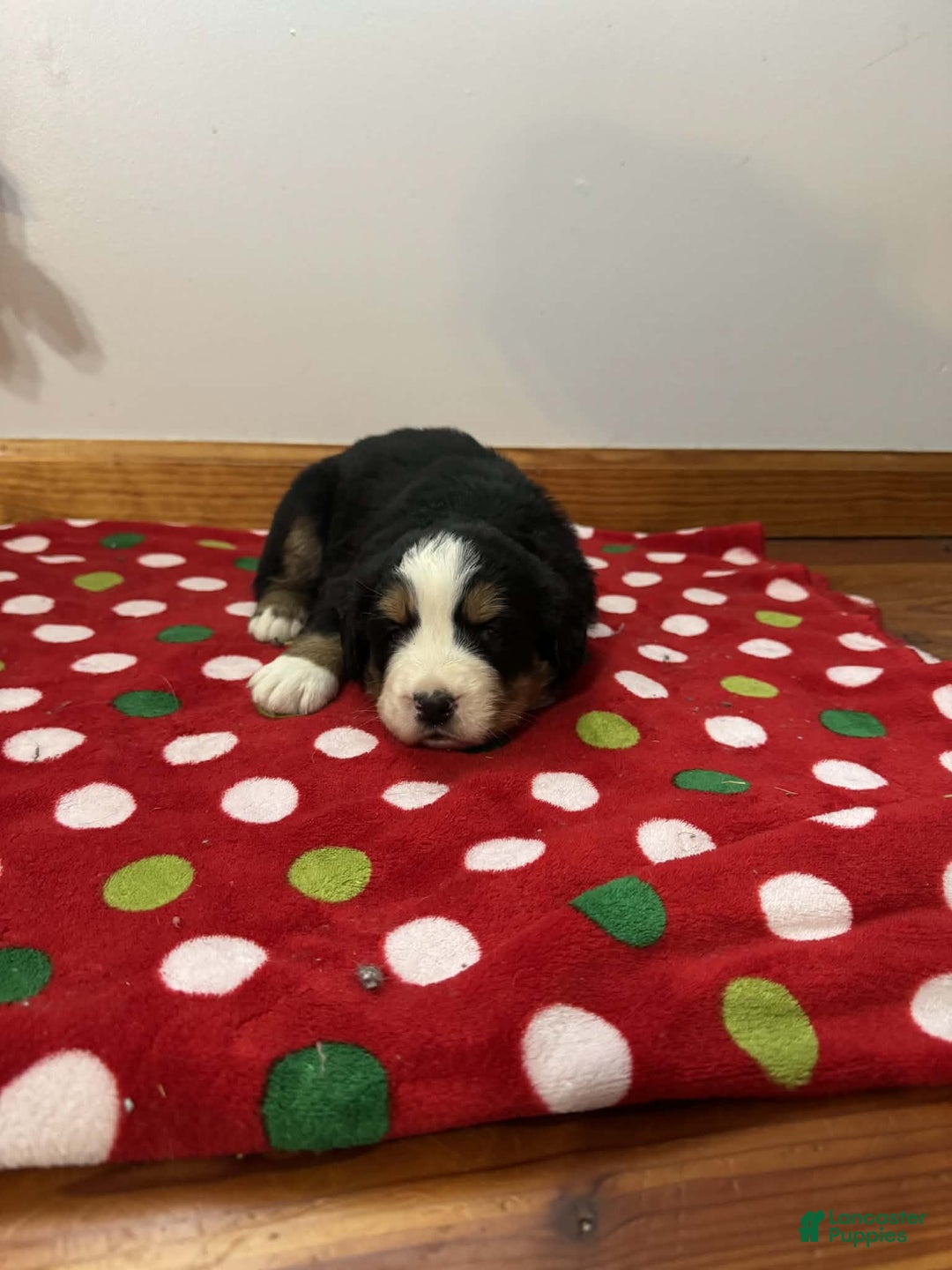 Bernese Mountain Dog dogs for sale: Laurel - Ad 3