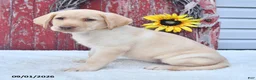 Labrador Retriever dogs for sale: Hillary - Ad 5