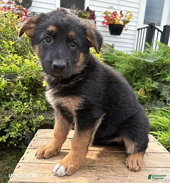 German Shepherd dogs Demi - Ad 1