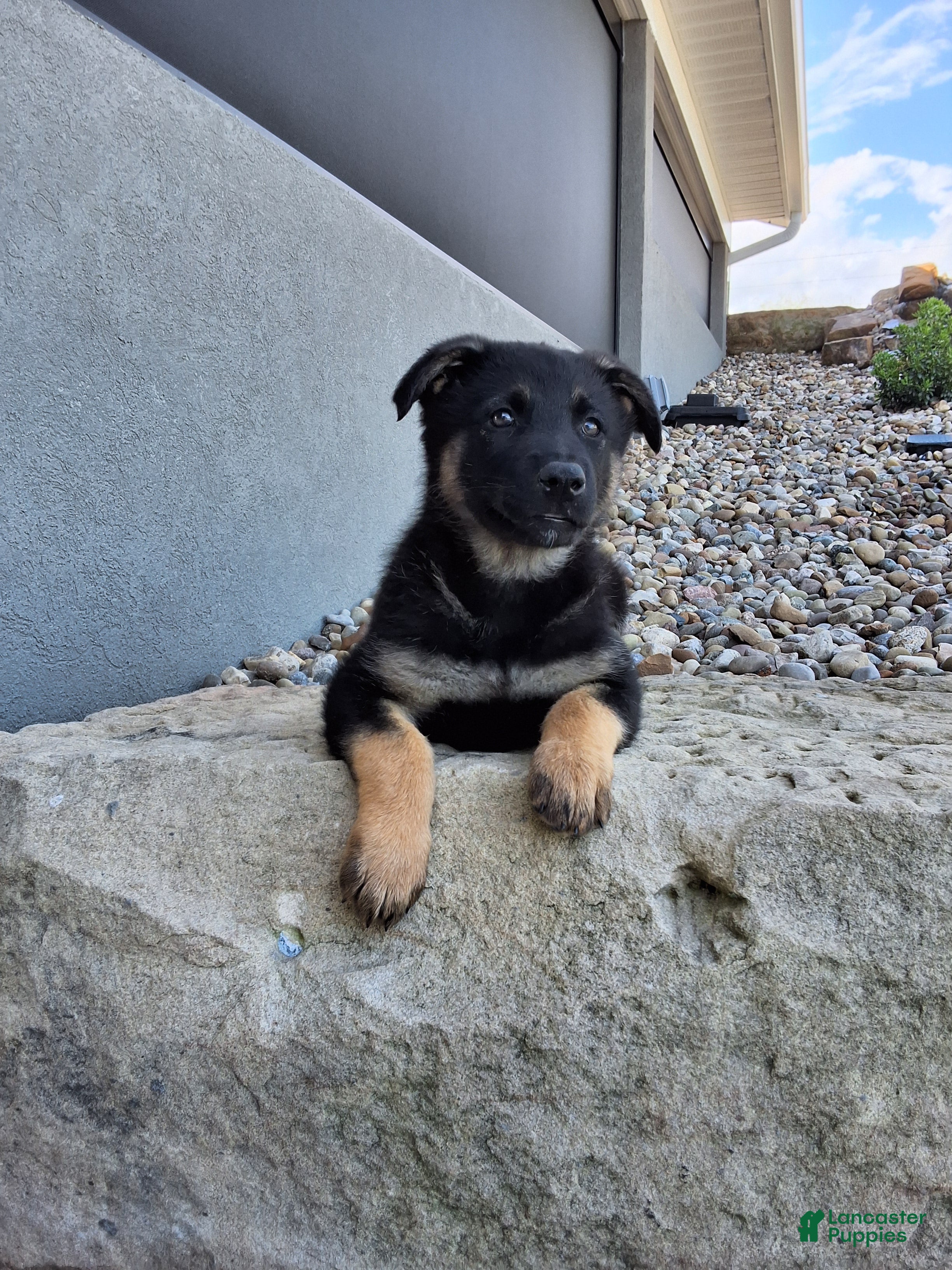 German Shepherd dogs Sasha - Ad 1