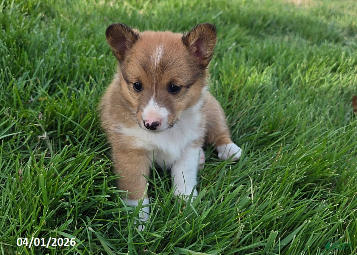 Mixed Breed dogs Buster - Ad 36