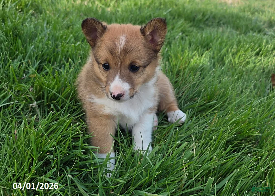 Mixed Breed dogs for sale: Buster - Ad 1