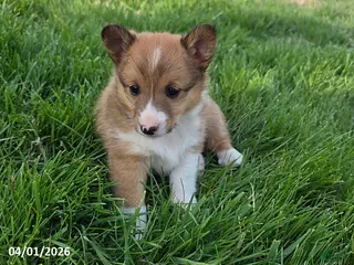 Mixed Breed dogs Buster - Ad 13