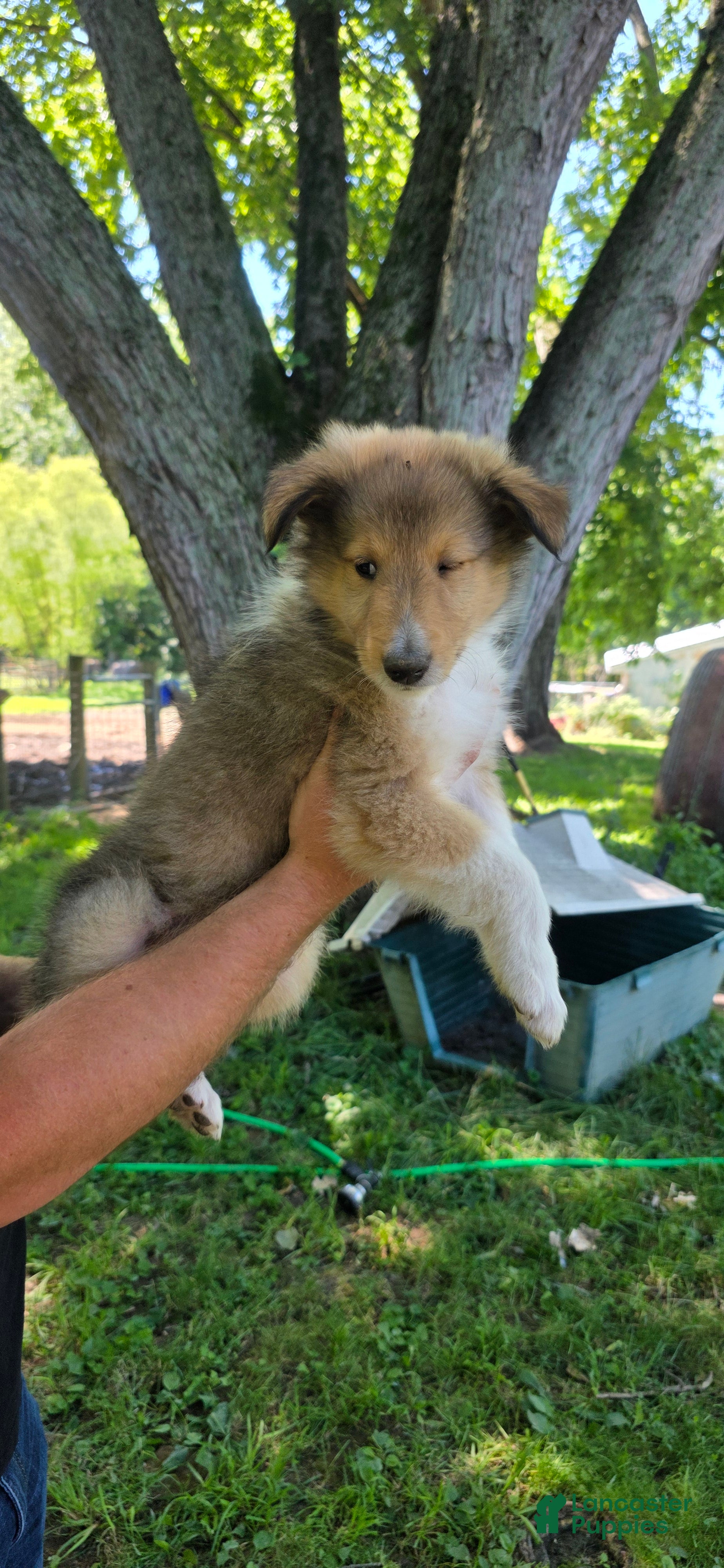 Collie dogs Collie Puppy 4 - Ad 2
