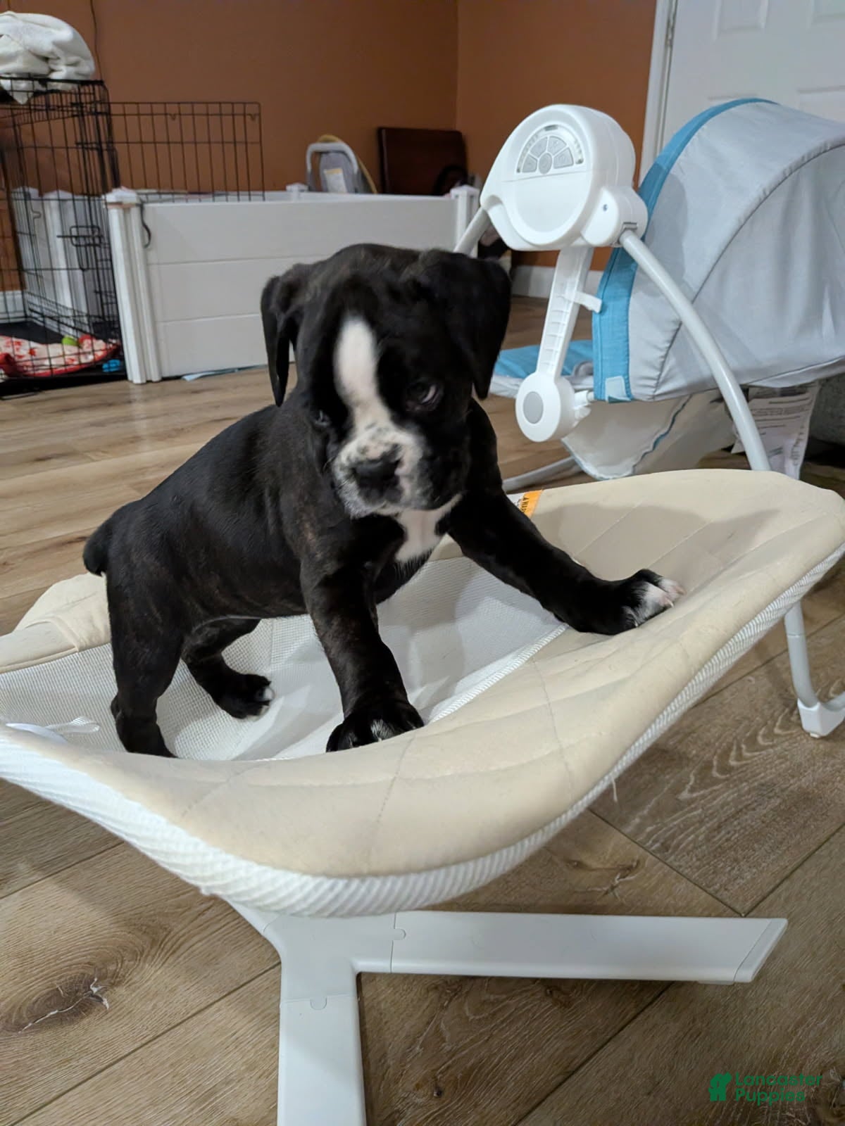 Boxer dogs Pinky Girl - Ad 1