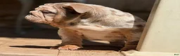 English Bulldog dogs for sale: Peach - Ad 4