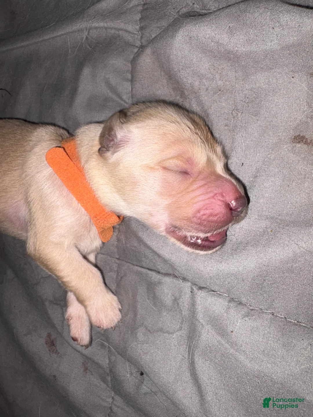 Golden Retriever dogs for sale: Cinnamon - Ad 2