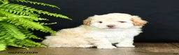 Mixed Breed dogs for sale: O Malley - Ad 4