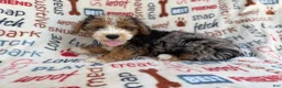 Mini Aussiedoodle dogs for sale: Otto - Ad 1