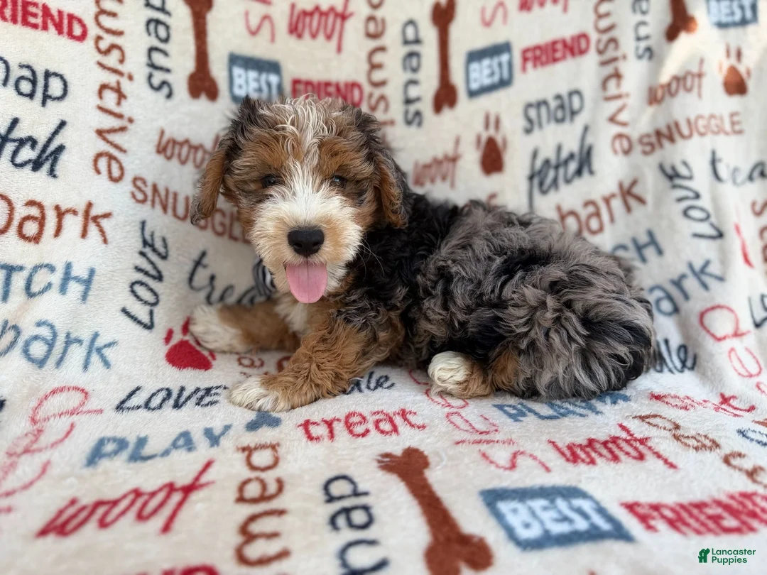 Mini Aussiedoodle dogs for sale: Otto - Ad 1