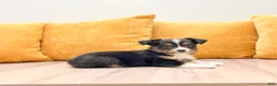 Miniature Australian Shepherd dogs for sale: Pepper - Ad 3