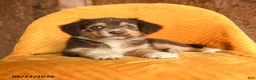 Mixed Breed dogs for sale: Pepper - Ad 3