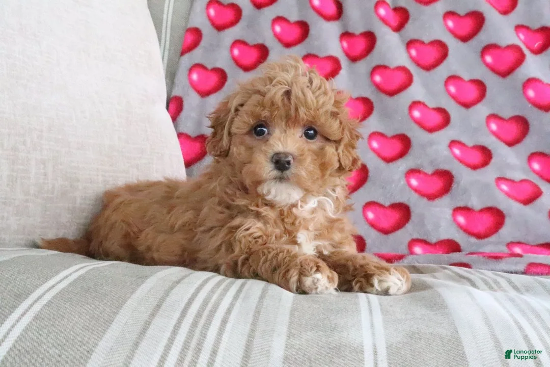 Shihpoo dogs for sale: Paisley - Ad 2