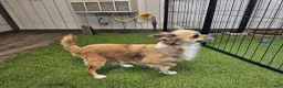 Chihuahua dogs for sale: Oliver - Ad 7