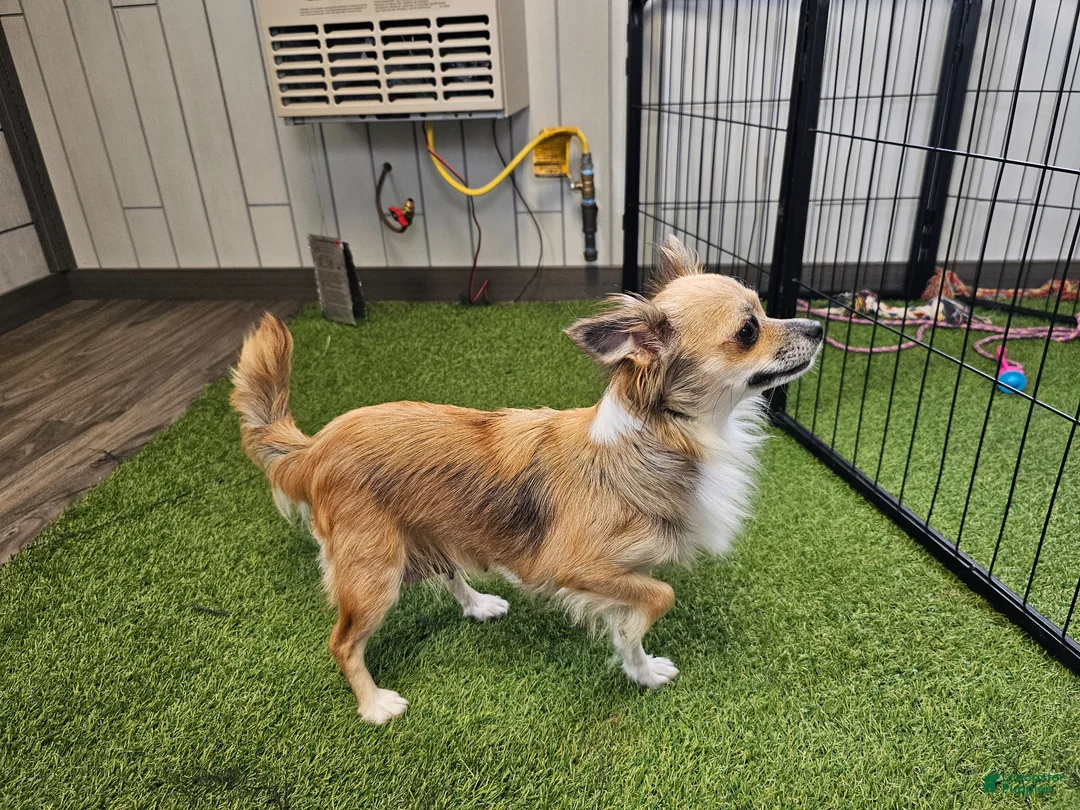 Chihuahua dogs for sale: Oliver - Ad 7