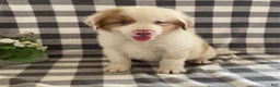 Australian Shepherd dogs for sale: Sammy - Ad 4