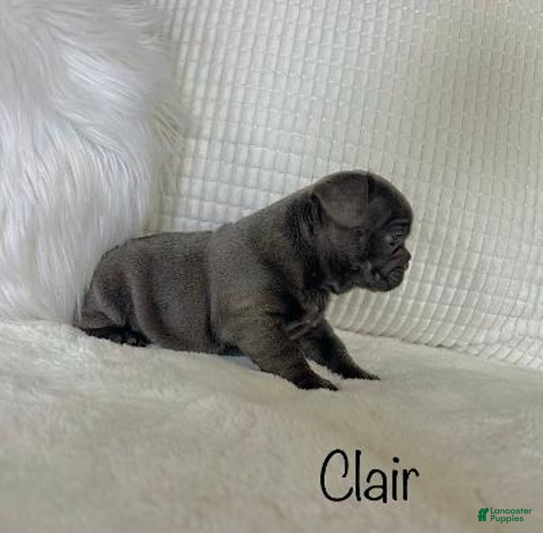 Mixed Breed dogs for sale: Clair - Ad 9