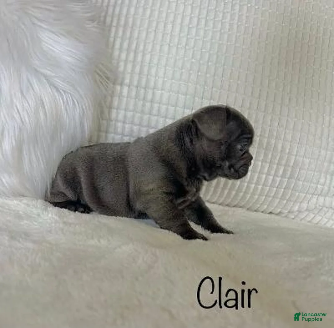 Mixed Breed dogs for sale: Clair - Ad 9