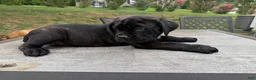 Cane Corso dogs for sale: Red collar - Ad 3