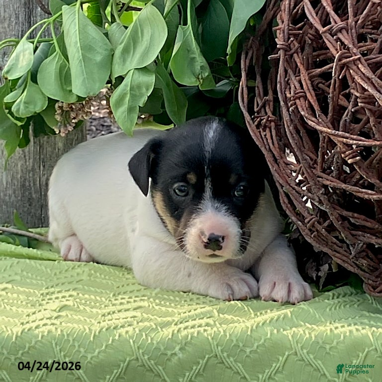 Jack Russell Terrier dogs Oreo - Ad 1