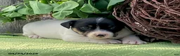 Jack Russell Terrier dogs for sale: Oreo - Ad 1